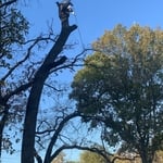 REMOVAL TREE