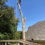 REMOVAL TREE