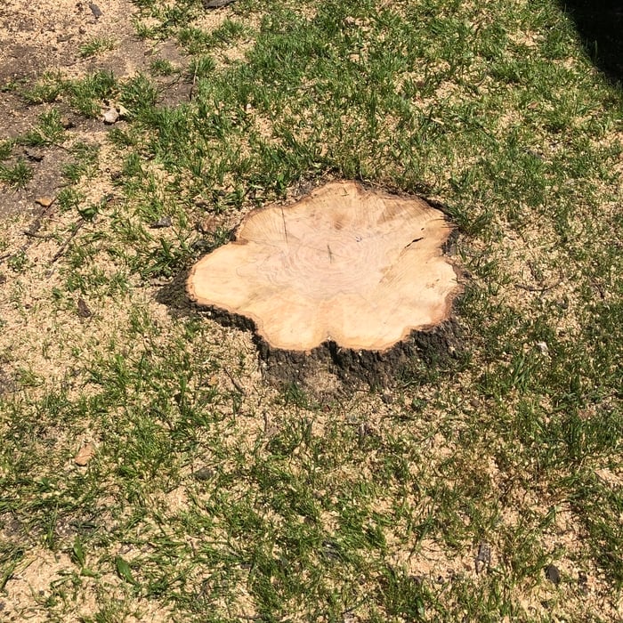 REMOVAL TREE