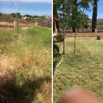Three meter high weeds cut down!