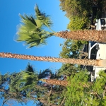 Clean palm tree