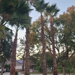 Palm trees