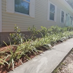 Landscape Design
