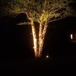 River Birch