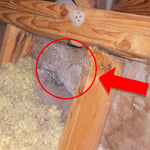 Mold Testing