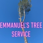 Pine tree removal