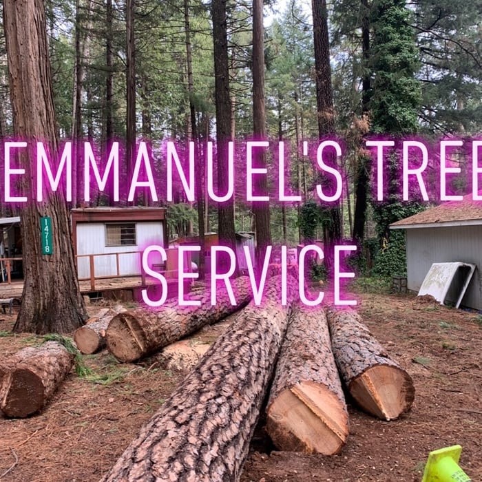 Tree removal with no haul