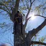 TREE REMOVAL