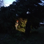 STORM DAMAGE REMOVAL