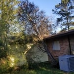 TREE REMOVAL