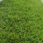 Zoysia from Plugs