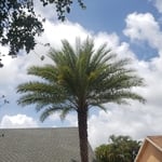 Sylvester Palm