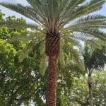 Sylvester palm