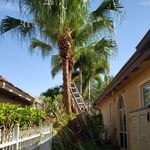 chinese fan palm