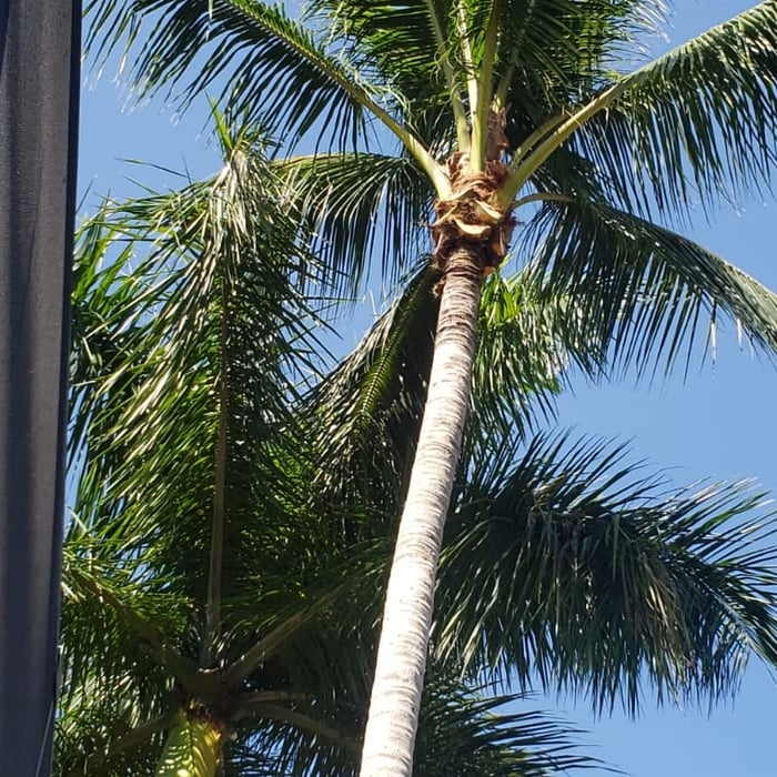 coconut palm