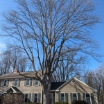 Hickory Prune - After
