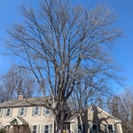 Hickory Prune - Before