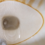 Toilet after cleaned