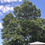 Limbs over house