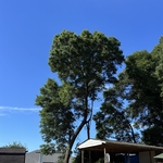 Limbs over house