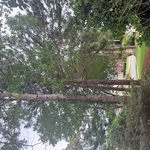 tree trimming