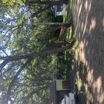 Tree work