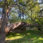 Tree work