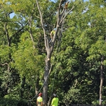 Tree Removal - Crew