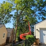 Tree Removals
