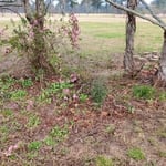flower bed clearing