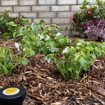 New Flower Bed & Sprinkler Zone
