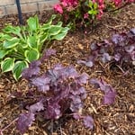 New Flower Bed & Sprinkler Zone