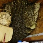 Bee Hive
