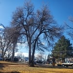 Large tree before brune