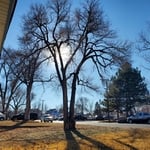 Pruned Elm Tree After