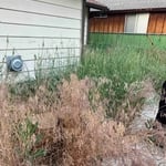 Yard clean up