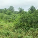 Land Clearing