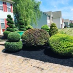 bush trimming and mulching
