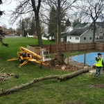 1st tree down