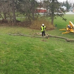 tree removal