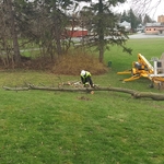 tree removal