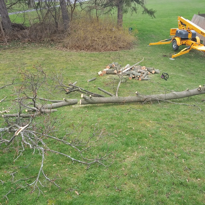 tree removal