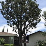 Tree Trimming
