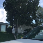 Tree Trimming