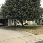 Tree Trimming