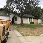 Tree Trimming