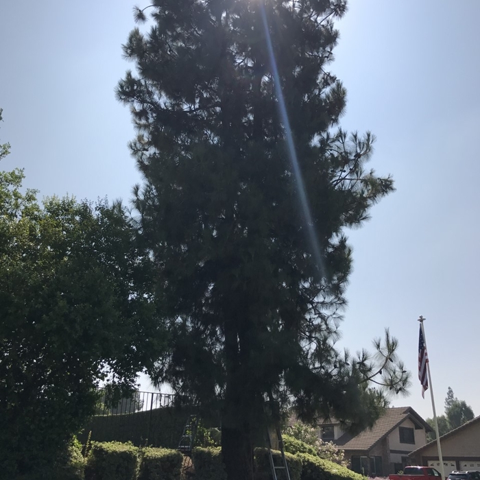 Tree Trimming