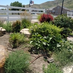 front yard - before