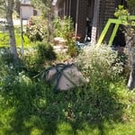 front yard - before