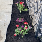 New garden